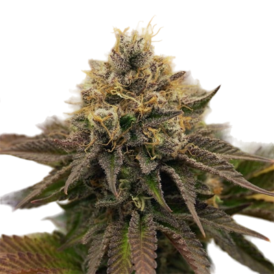 Free OG Kush